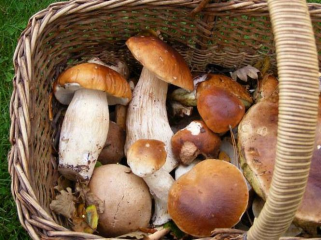 Week-end Champignons