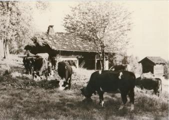 Atelier : Pot de vache