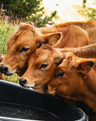 Festival Camp de base Aussois