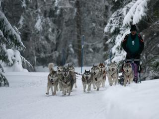 COURSE DE CHIENS DE TRAÎNEAUX