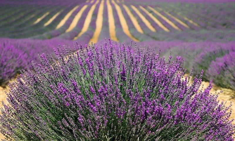 Wakacje w górach Camping Flower la Beaume - Esparron-de-Verdon - Na zewnątrz latem