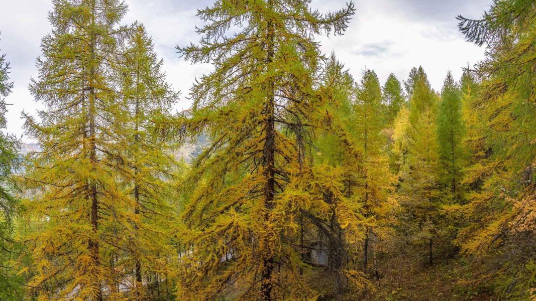 Urlaub in den Bergen Studio für 2 Personen (412) - La Résidence les Ecrins - Les Orres