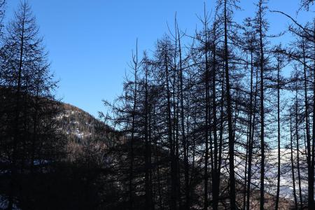 Vacanze in montagna Logement 1 pièces 6 personnes (384) - Résidence le Pouzenc - Les Orres