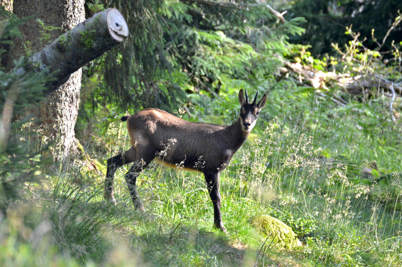 mountain vacation Le Lac Blanc