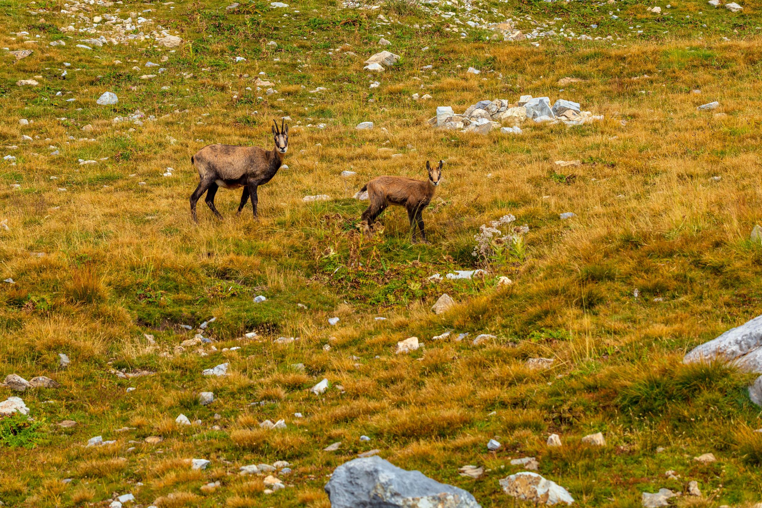 vacaciones montana Val d'Allos