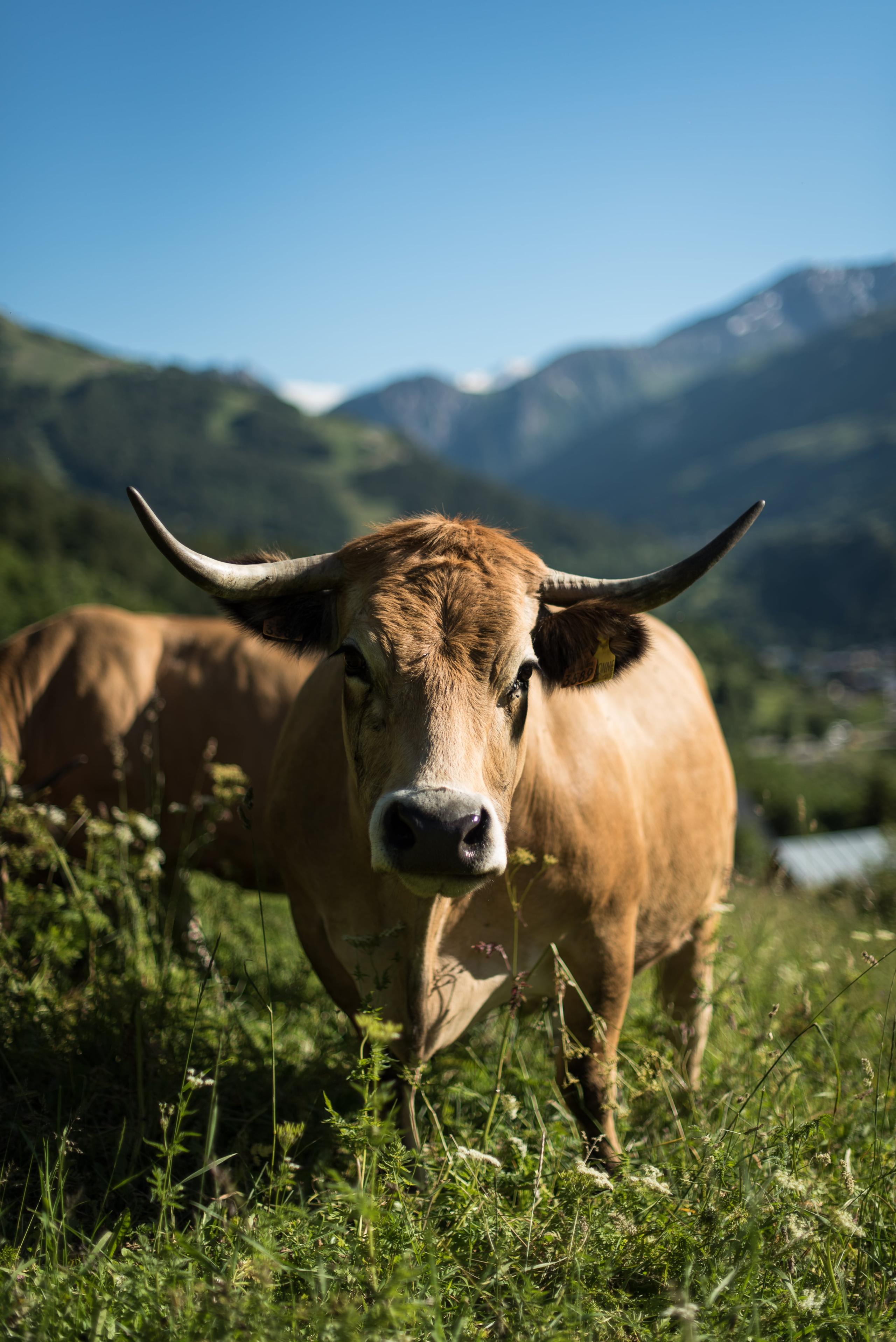 wynajem wakacje Valloire