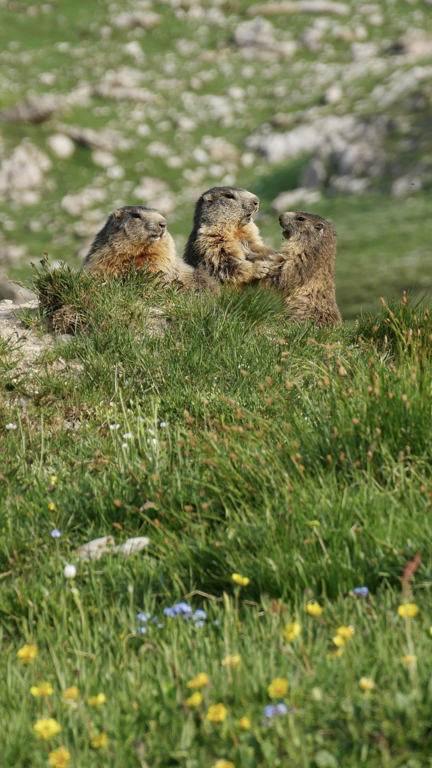 locazione vacanze Valloire