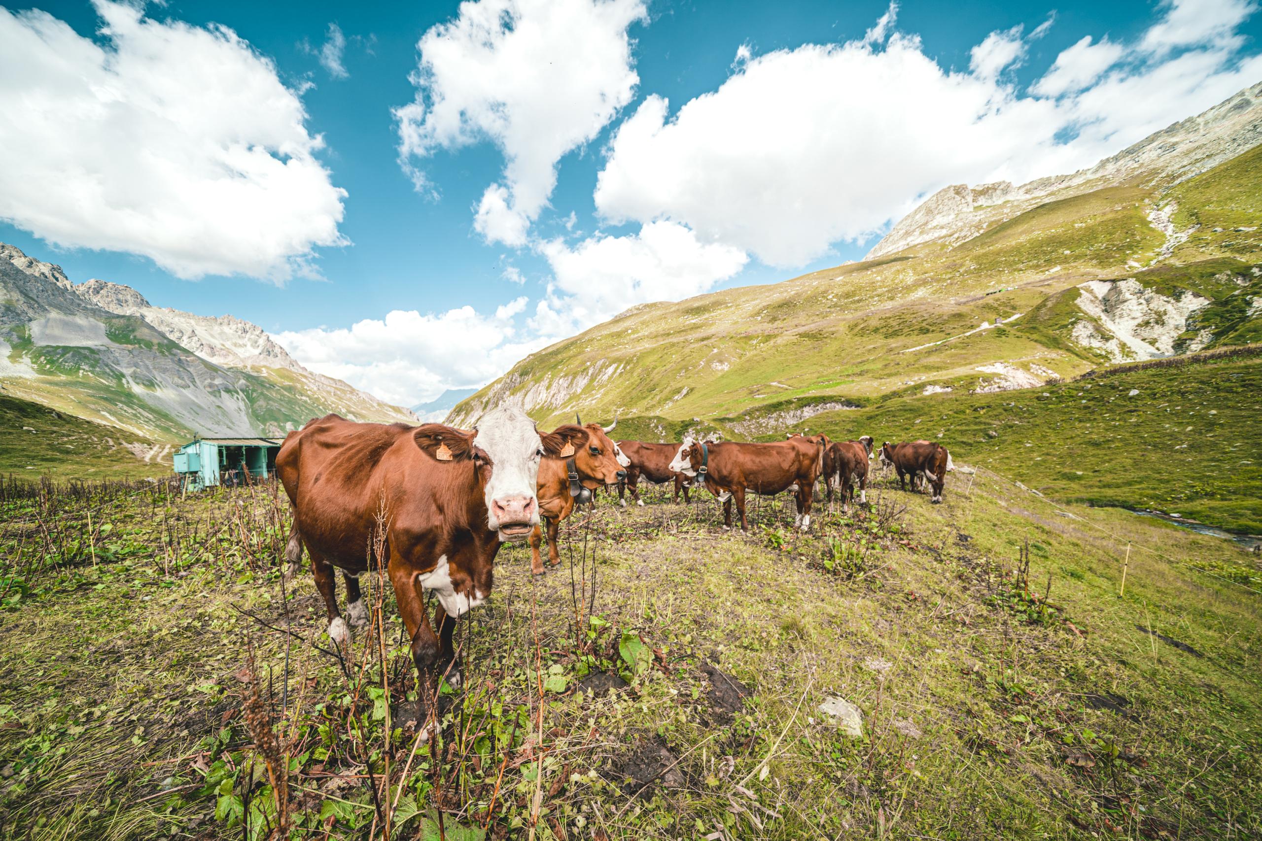 wynajem wakacje Pralognan-la-Vanoise