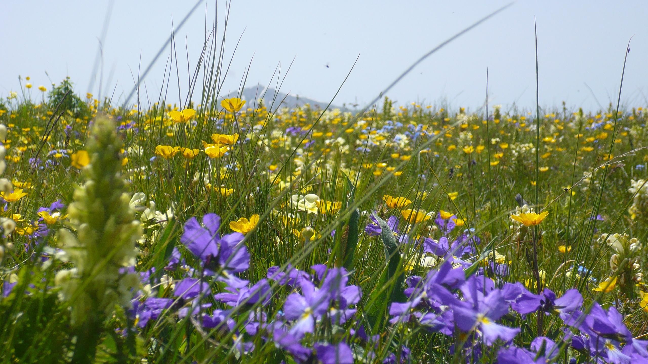 wynajem wakacje Chabanon-Selonnet